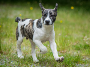 Axel